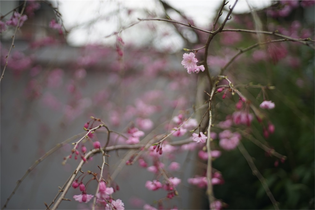 f:id:kechan2015:20160403084330j:image f:id:kechan2015:20160403084330j:image