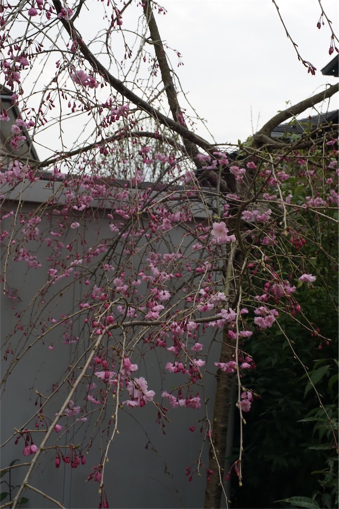 f:id:kechan2015:20160403084337j:image f:id:kechan2015:20160403084337j:image