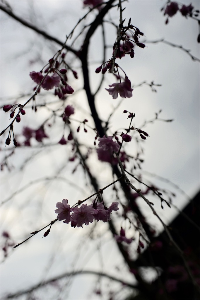 f:id:kechan2015:20160403084342j:image f:id:kechan2015:20160403084342j:image
