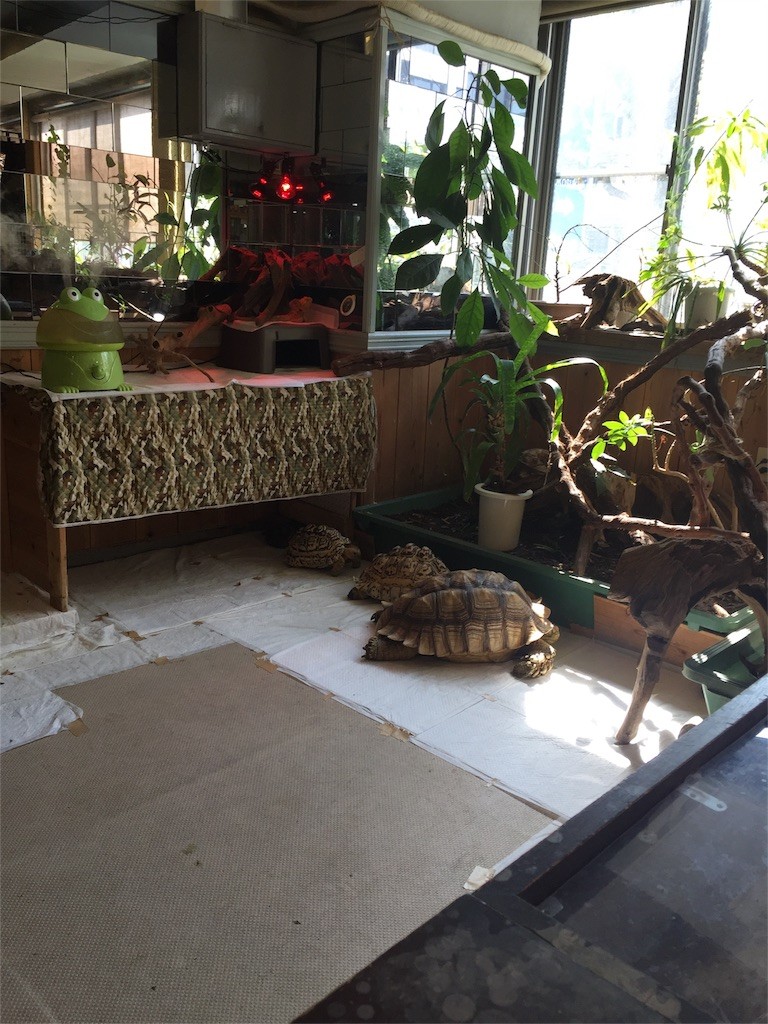 f:id:kedama-tikku:20151019225148j:image f:id:kedama-tikku:20151019225148j:image