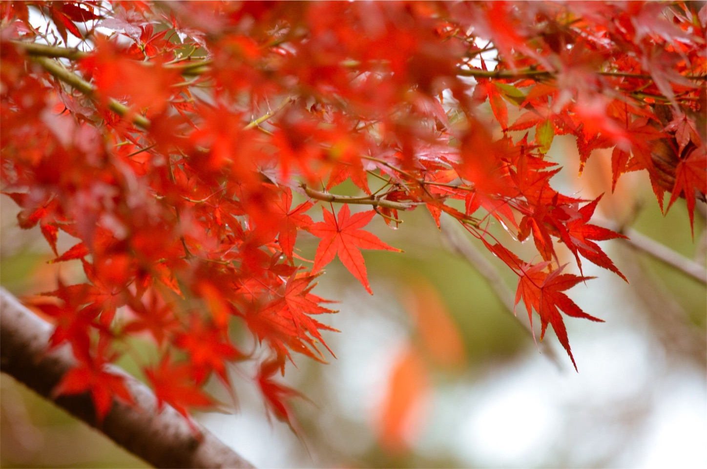 f:id:keicomoment:20151114223052j:image f:id:keicomoment:20151114223052j:image