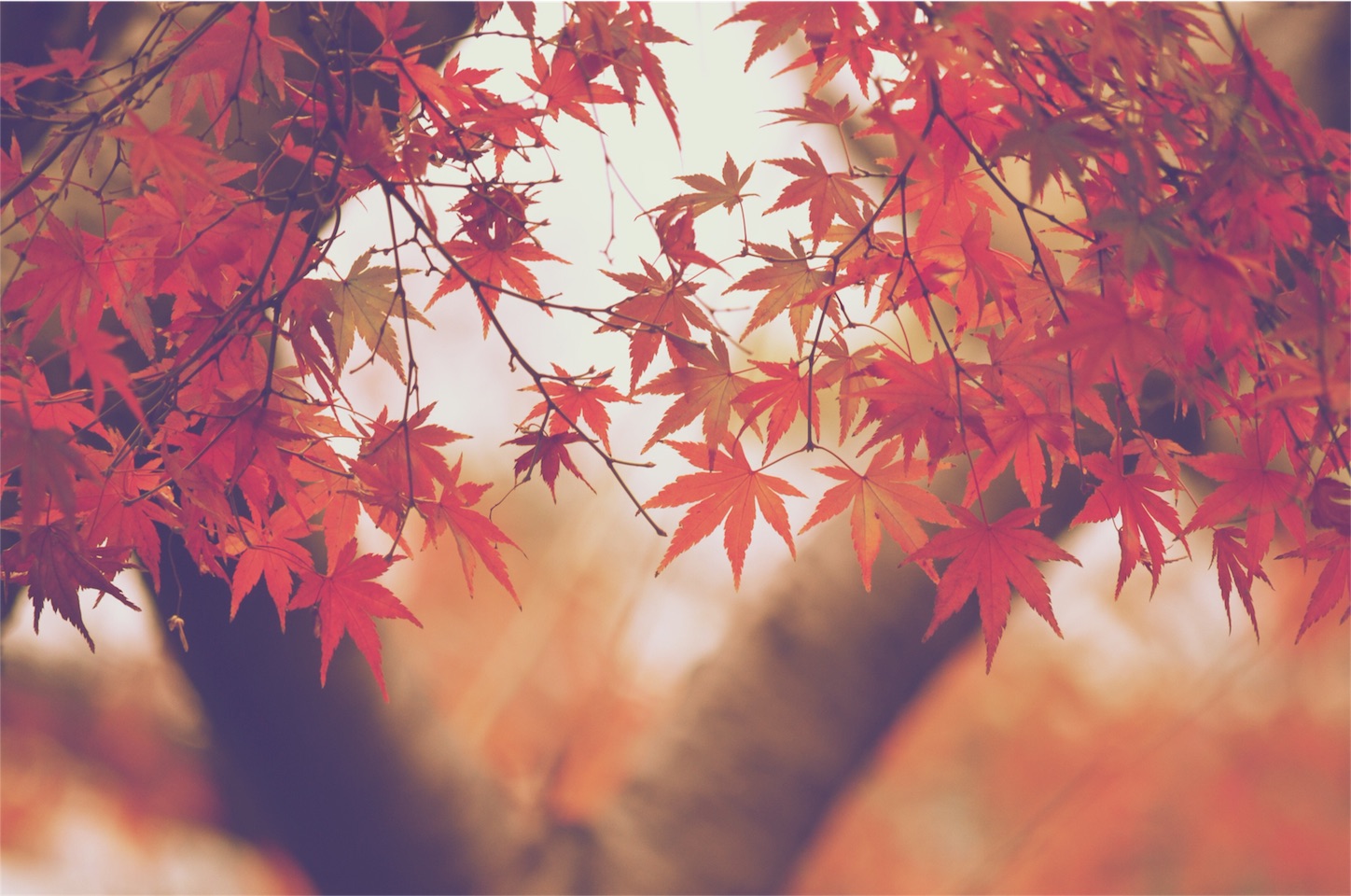 f:id:keicomoment:20151202004443j:image f:id:keicomoment:20151202004443j:image