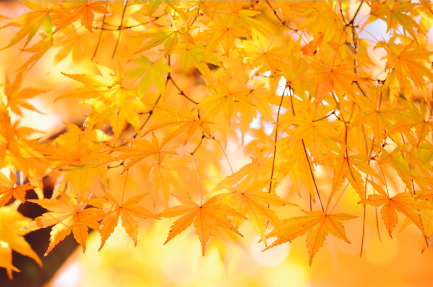 f:id:keicomoment:20151209231220j:image f:id:keicomoment:20151209231220j:image