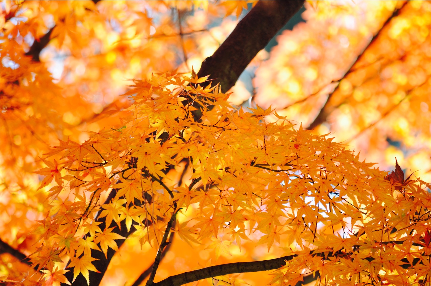 f:id:keicomoment:20151209232707j:image f:id:keicomoment:20151209232707j:image