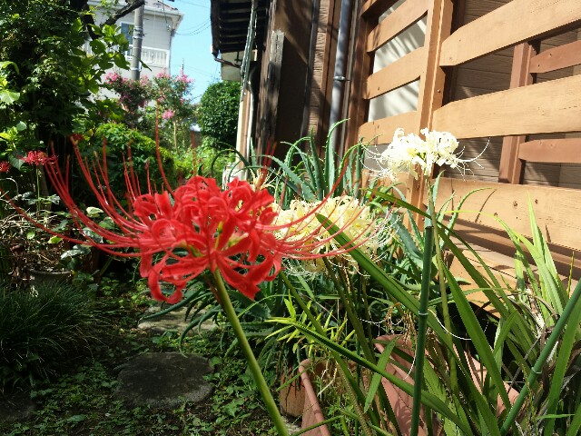 f:id:keikonsakaki:20150921145923j:image f:id:keikonsakaki:20150921145923j:image