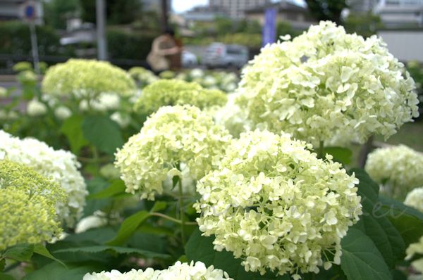 f:id:keino7:20160610110217j:plain f:id:keino7:20160610110217j:plain