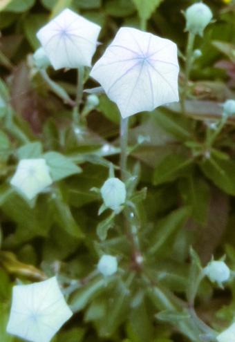 f:id:kemikotta:20150721021526j:plain f:id:kemikotta:20150721021526j:plain