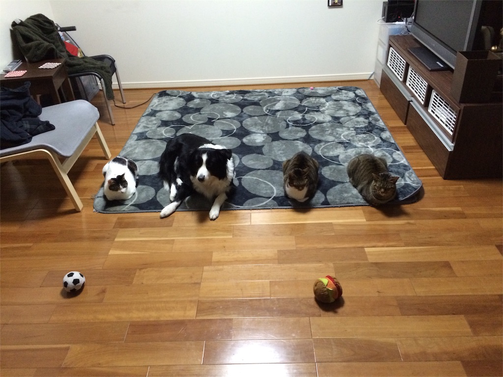 f:id:kentarou43063761019:20160219143314j:image f:id:kentarou43063761019:20160219143314j:image