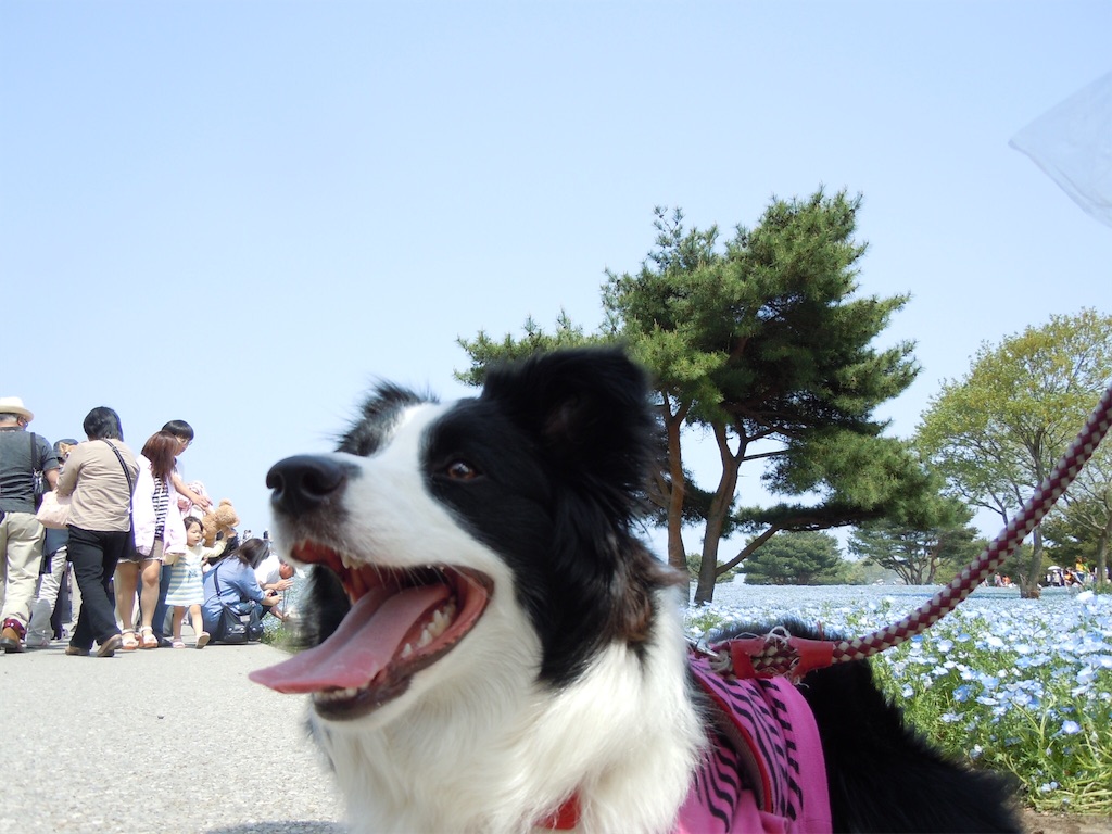 f:id:kentarou43063761019:20160222185409j:image f:id:kentarou43063761019:20160222185409j:image