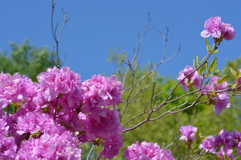 f:id:kero2yukappi:20150519155606j:plain f:id:kero2yukappi:20150519155606j:plain