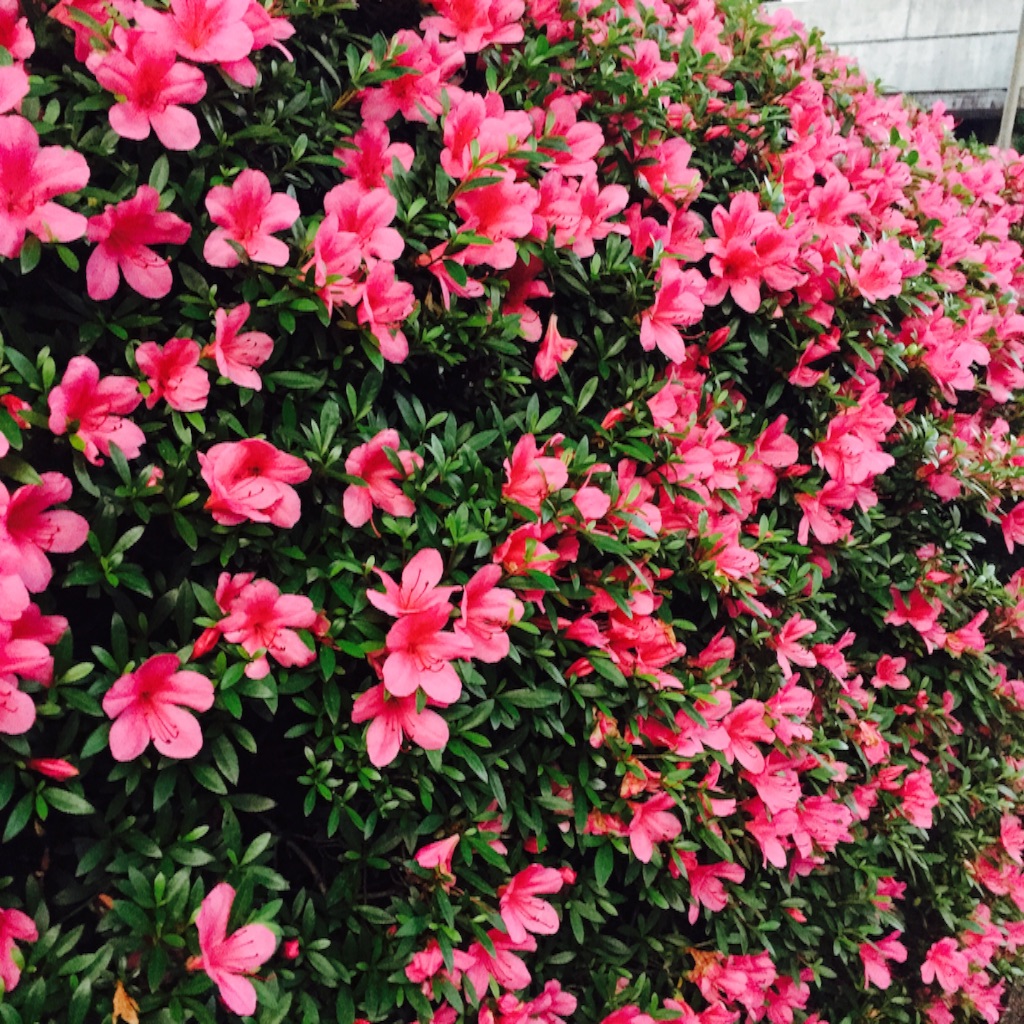 f:id:kgwmsk:20160530143357j:image f:id:kgwmsk:20160530143357j:image