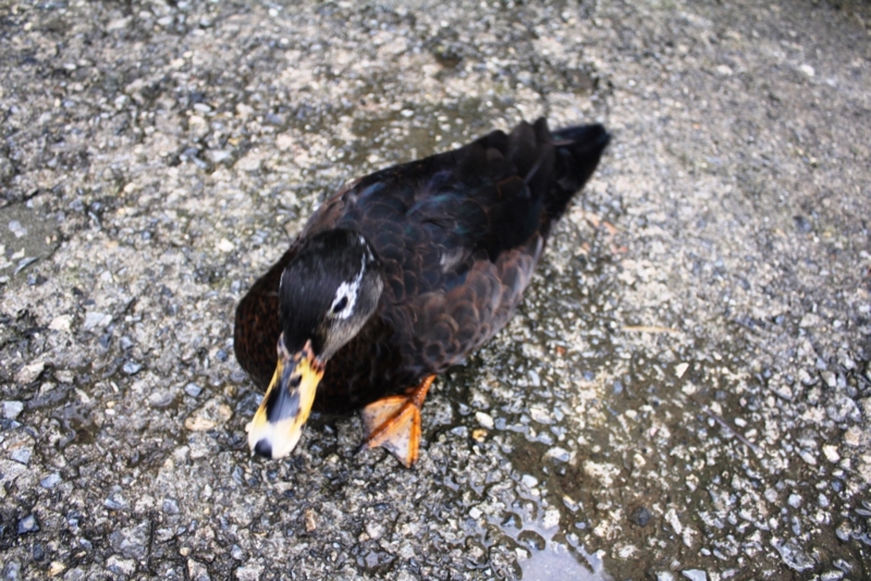 f:id:kh2931:20140219133315j:plain