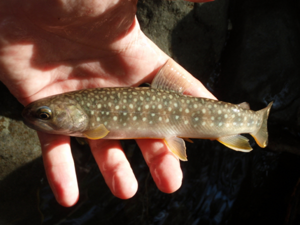 f:id:khannic:20110908154759j:image