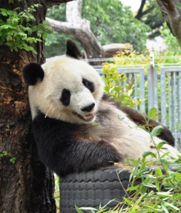 f:id:khhashimo:20100520123025j:plain f:id:khhashimo:20100520123025j:plain