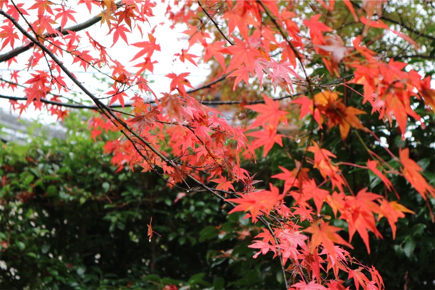 f:id:khyk:20151121115549j:image f:id:khyk:20151121115549j:image