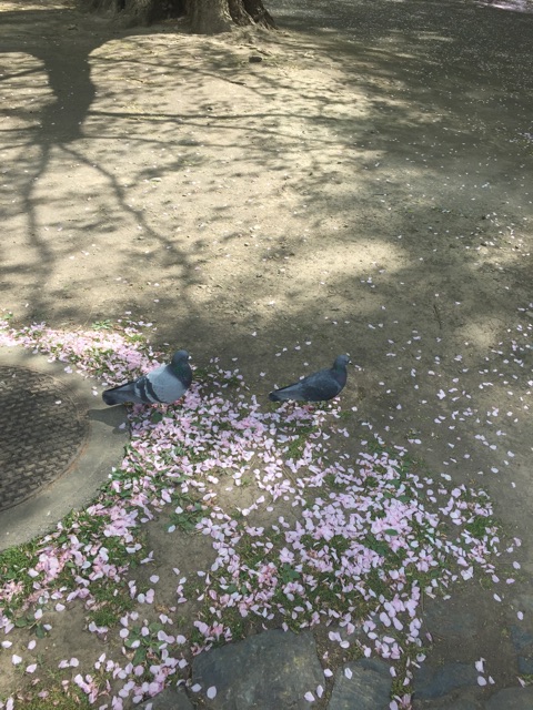 f:id:kibacosaya:20150511121048j:plain f:id:kibacosaya:20150511121048j:plain