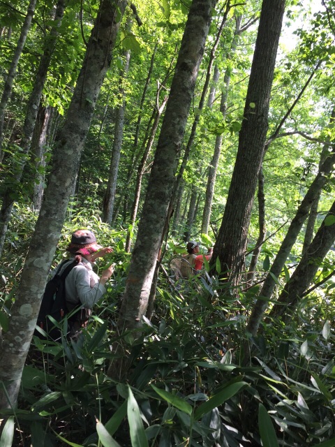 f:id:kibacosaya:20150720194809j:image f:id:kibacosaya:20150720194809j:image