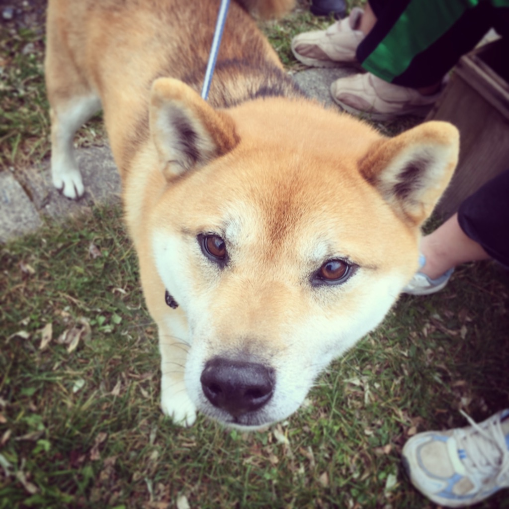 f:id:kibacosaya:20151026233453j:image f:id:kibacosaya:20151026233453j:image