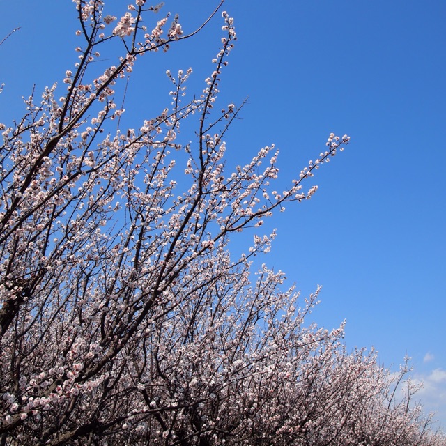 f:id:kiccasan:20150312155425j:plain f:id:kiccasan:20150312155425j:plain