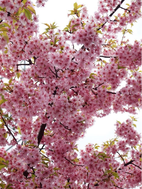 f:id:kiccasan:20150323115440j:plain f:id:kiccasan:20150323115440j:plain
