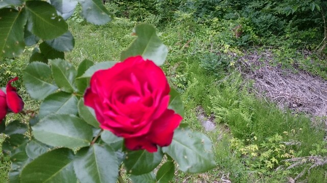 f:id:kicokico:20160606180537j:image f:id:kicokico:20160606180537j:image