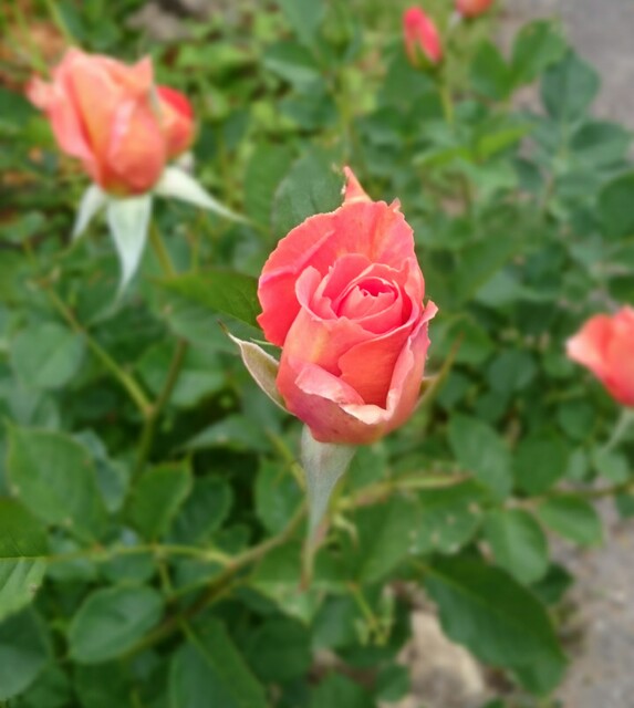 f:id:kicokico:20160606180847j:image f:id:kicokico:20160606180847j:image