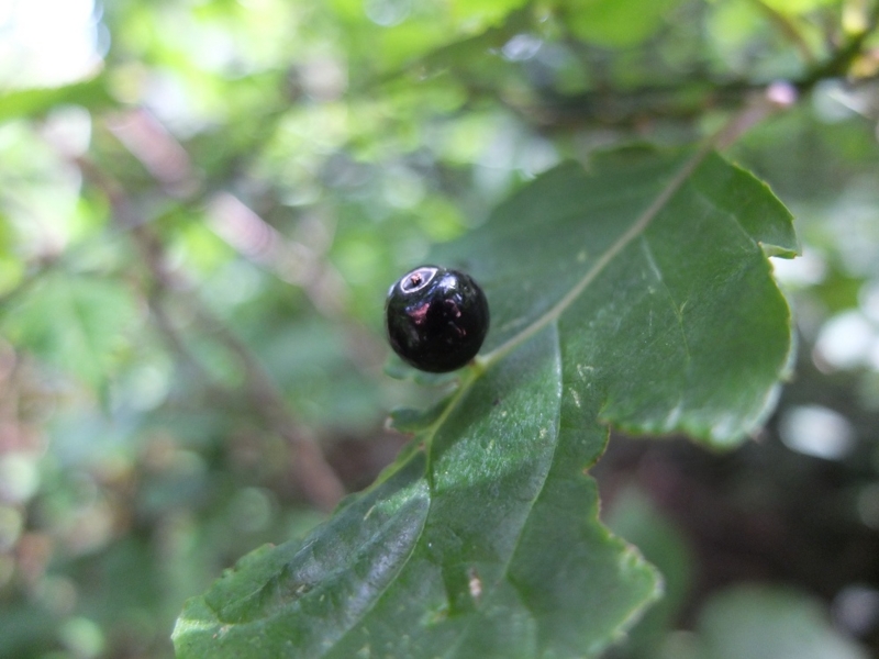 f:id:kikohshi586:20120813102401j:image:w640 f:id:kikohshi586:20120813102401j:image:w640