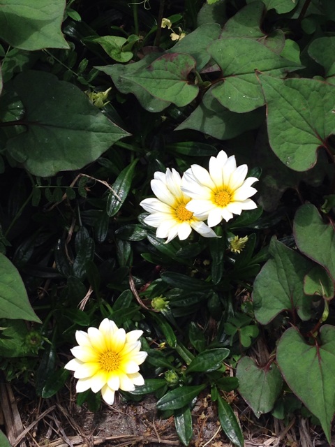 f:id:kimaya:20140504125649j:plain f:id:kimaya:20140504125649j:plain
