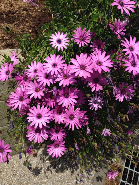 f:id:kimaya:20140504125754j:plain f:id:kimaya:20140504125754j:plain