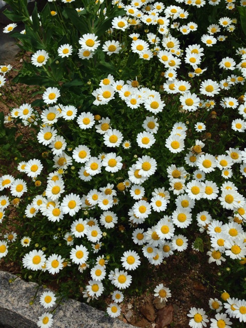 f:id:kimaya:20140504173950j:plain f:id:kimaya:20140504173950j:plain