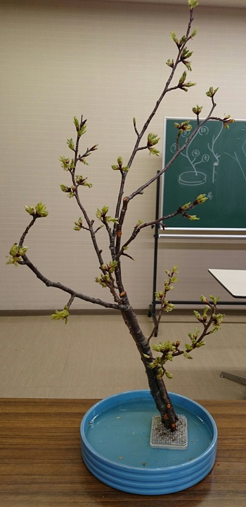 f:id:kimonohajimekaeru:20150319132747j:plain f:id:kimonohajimekaeru:20150319132747j:plain