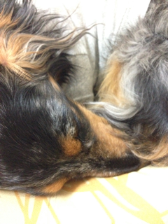 f:id:kimonoshala:20130526231934j:plain f:id:kimonoshala:20130526231934j:plain