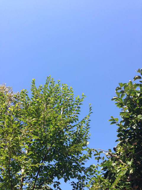f:id:kinacocat:20131016175441j:plain f:id:kinacocat:20131016175441j:plain