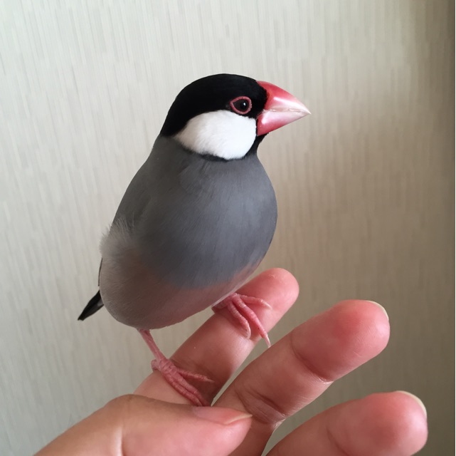 f:id:kinako-nejiri:20141019082011j:plain f:id:kinako-nejiri:20141019082011j:plain