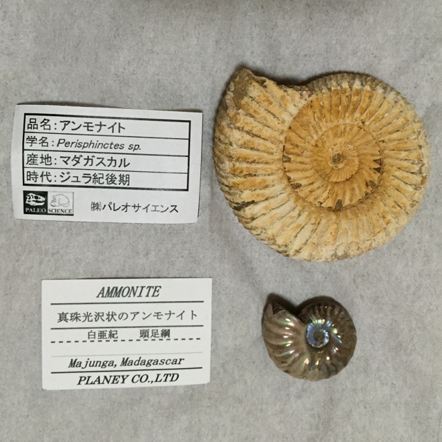 f:id:kinako-nejiri:20141205222817j:plain f:id:kinako-nejiri:20141205222817j:plain