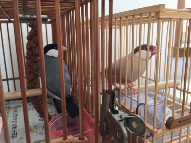 f:id:kinako-nejiri:20150118164542j:plain f:id:kinako-nejiri:20150118164542j:plain