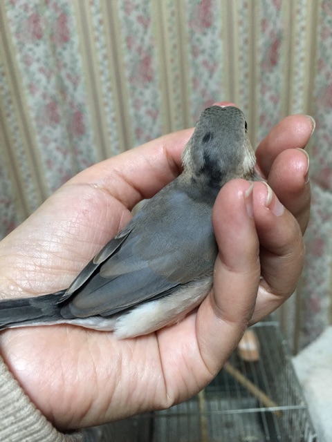 f:id:kinako-nejiri:20150202215331j:plain f:id:kinako-nejiri:20150202215331j:plain