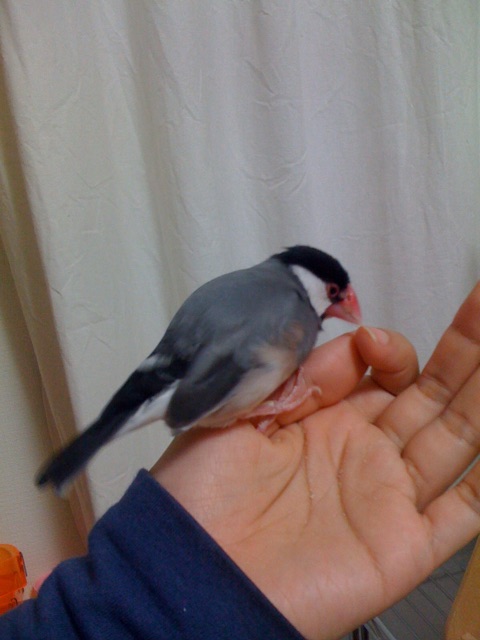 f:id:kinako-nejiri:20150306235020j:plain f:id:kinako-nejiri:20150306235020j:plain