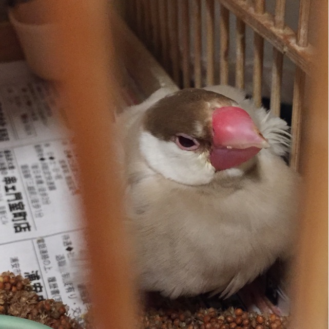 f:id:kinako-nejiri:20150421204819j:plain f:id:kinako-nejiri:20150421204819j:plain