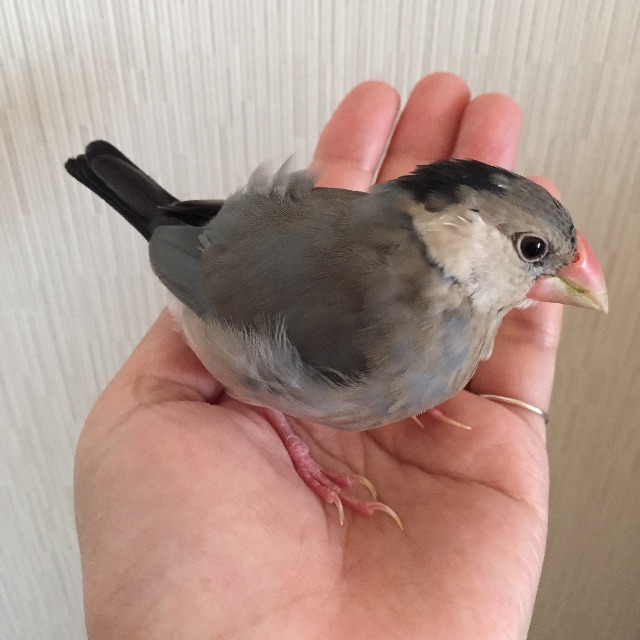 f:id:kinako-nejiri:20150427000937j:image