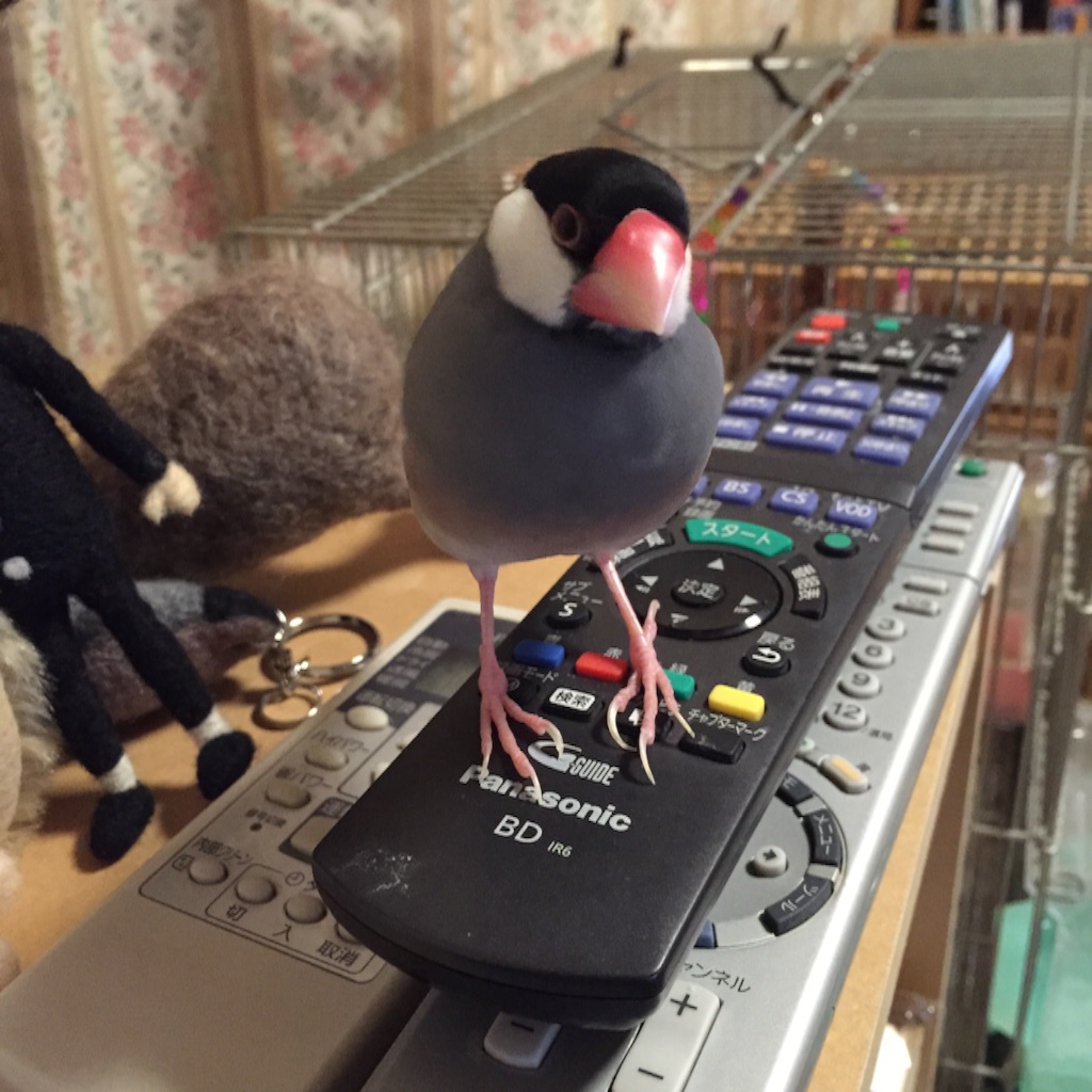 f:id:kinako-nejiri:20150719222922j:image f:id:kinako-nejiri:20150719222922j:image