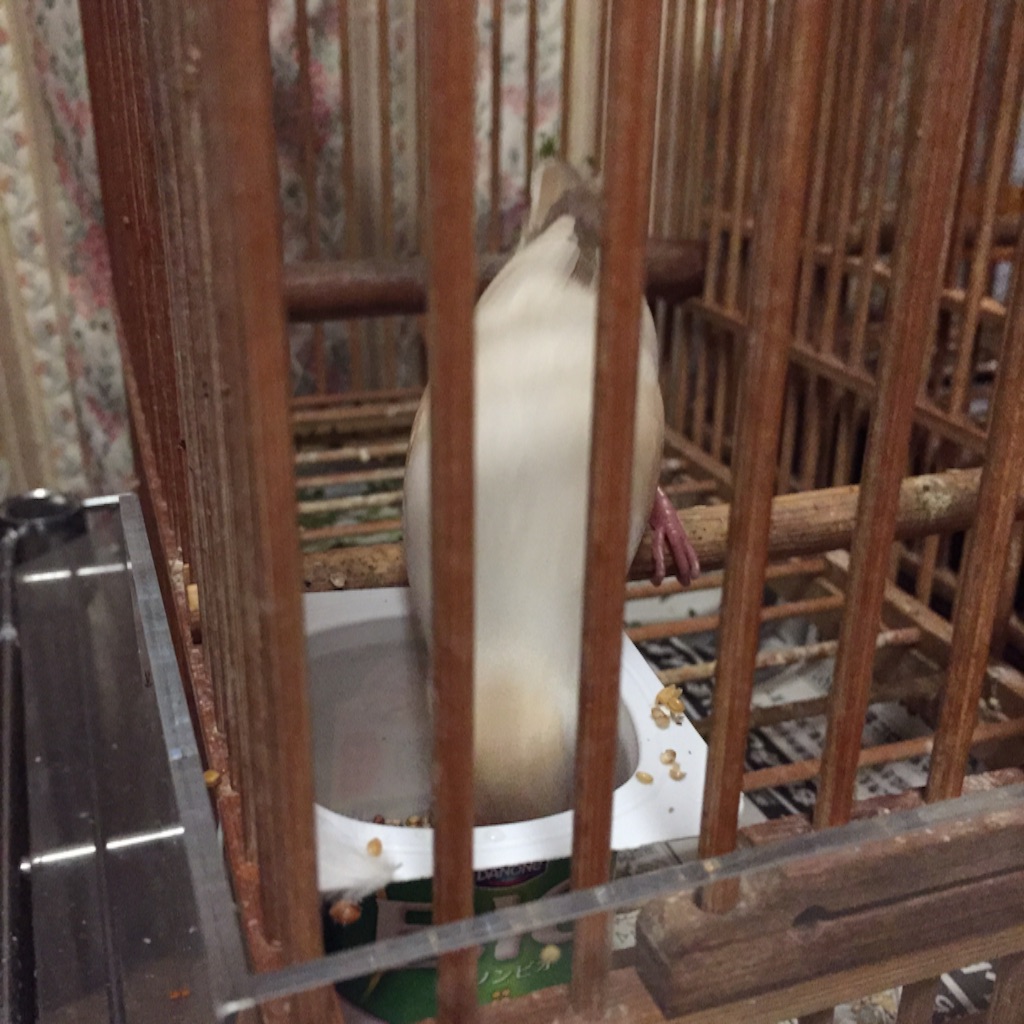 f:id:kinako-nejiri:20150910201228j:image f:id:kinako-nejiri:20150910201228j:image