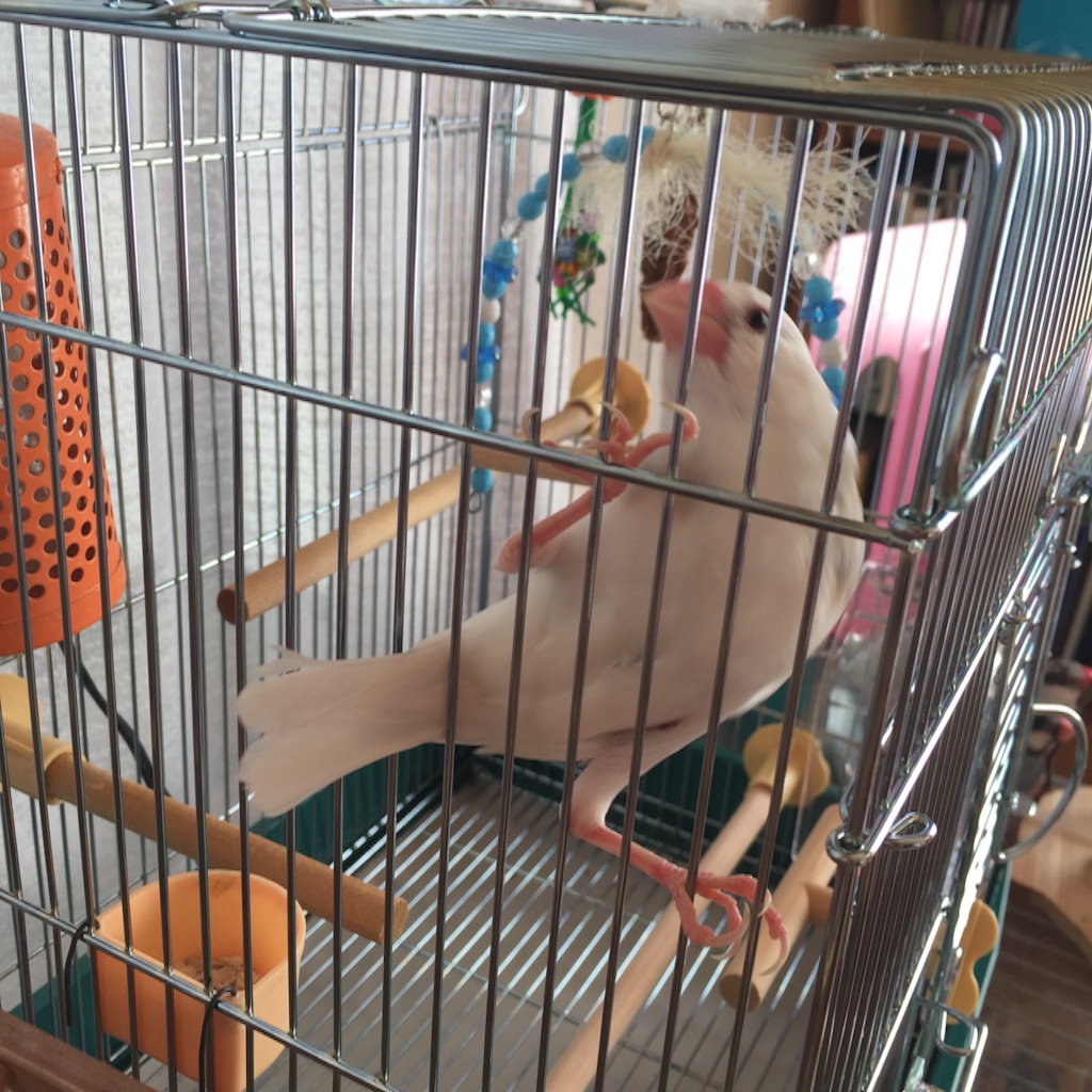 f:id:kinako-nejiri:20151219124237j:image f:id:kinako-nejiri:20151219124237j:image