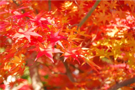f:id:kinandun:20151110001223j:image f:id:kinandun:20151110001223j:image