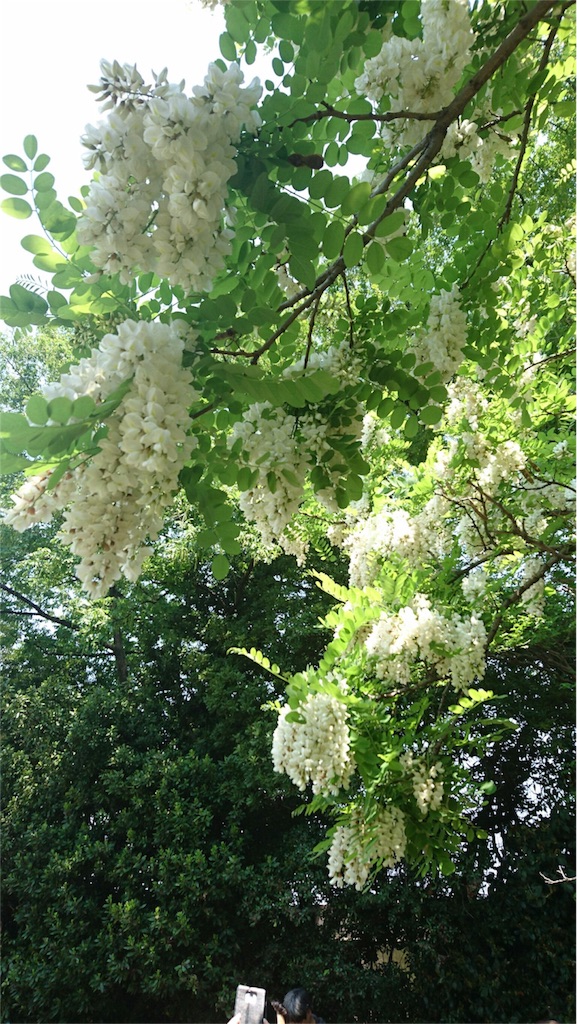 f:id:kinandun:20160501234238j:image f:id:kinandun:20160501234238j:image