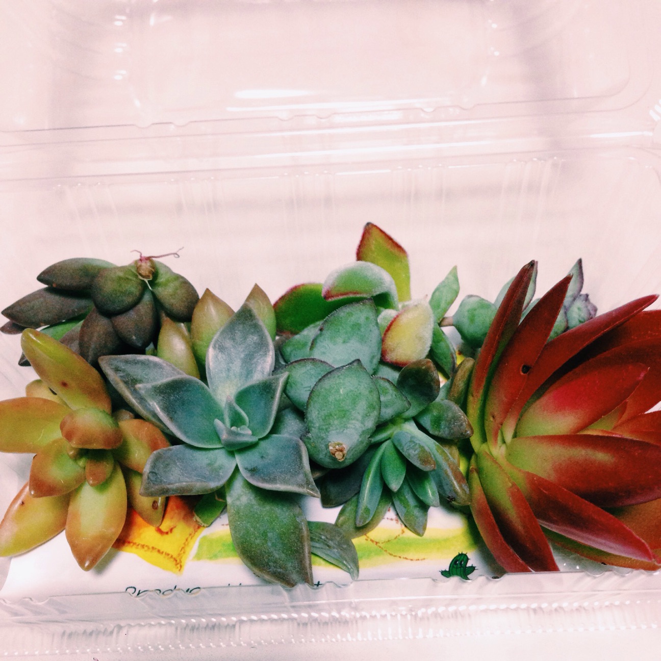 f:id:kinchaaan:20150303214351j:plain f:id:kinchaaan:20150303214351j:plain
