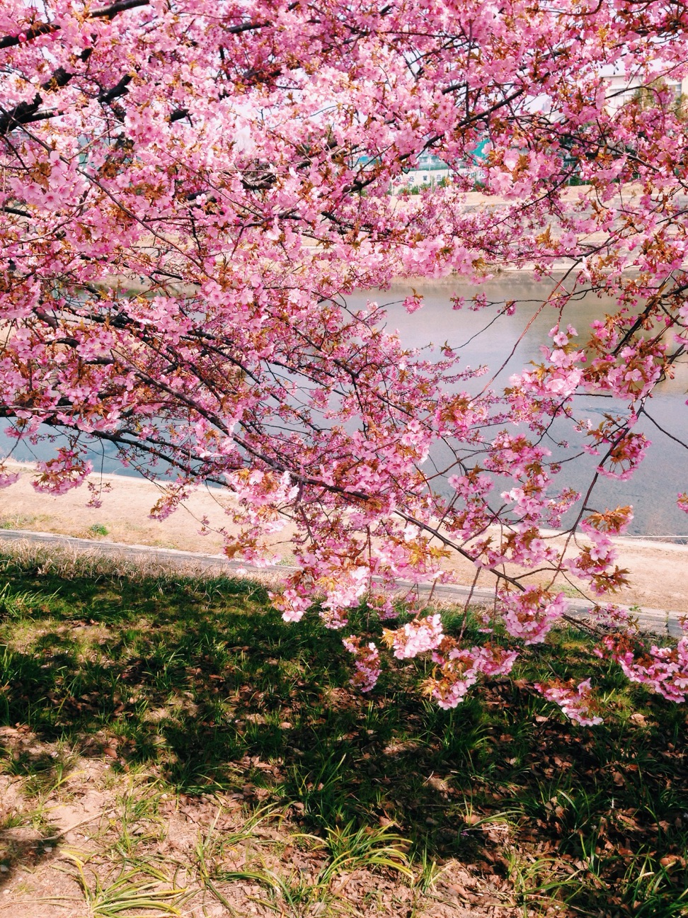 f:id:kinchaaan:20150315221857j:plain f:id:kinchaaan:20150315221857j:plain