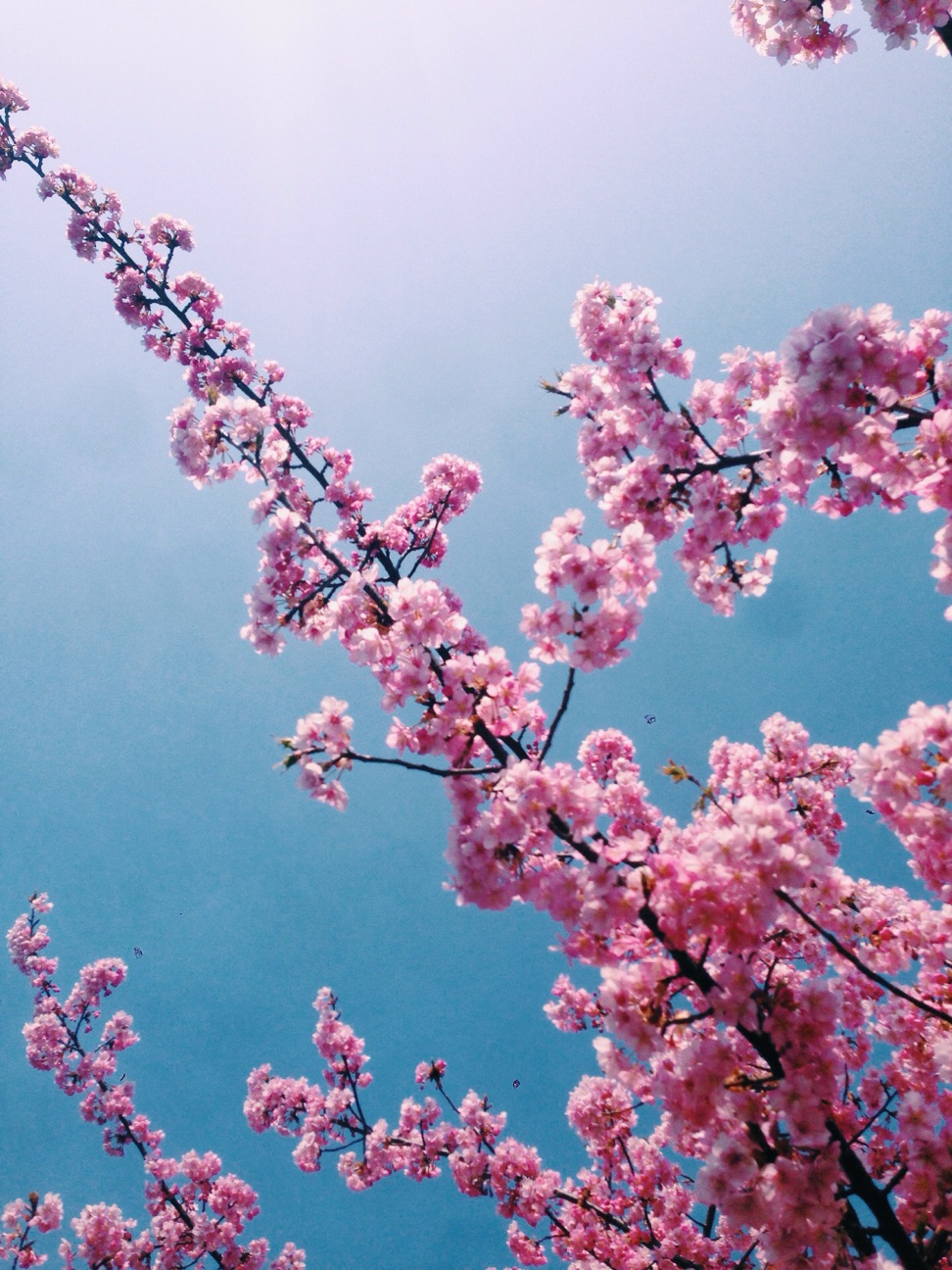 f:id:kinchaaan:20150315221916j:plain f:id:kinchaaan:20150315221916j:plain