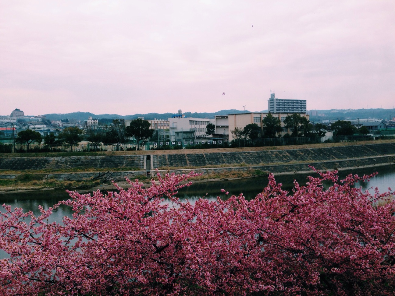 f:id:kinchaaan:20150315222044j:plain f:id:kinchaaan:20150315222044j:plain