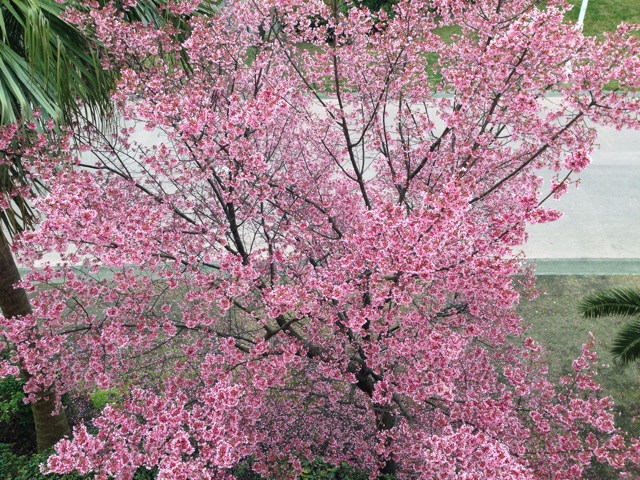 f:id:kinsankinsan:20150320170800j:plain f:id:kinsankinsan:20150320170800j:plain